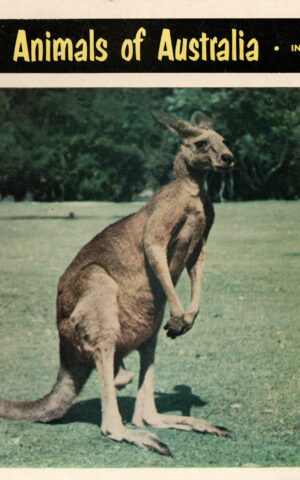 Birds & Animals of Australia - in natural colour -