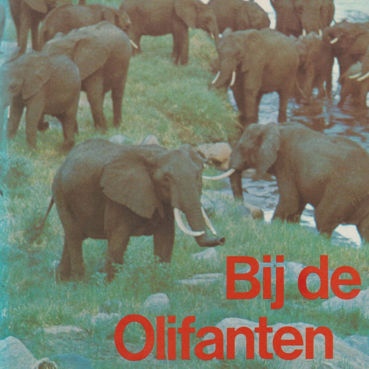 Bij de Olifanten