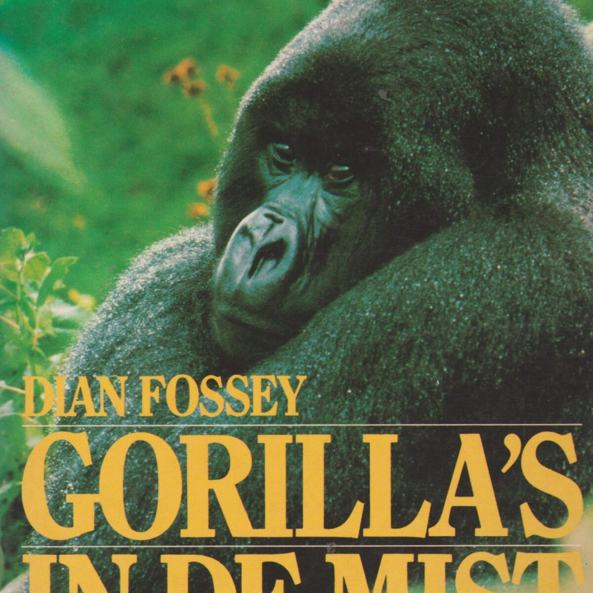 Gorilla's in de mist