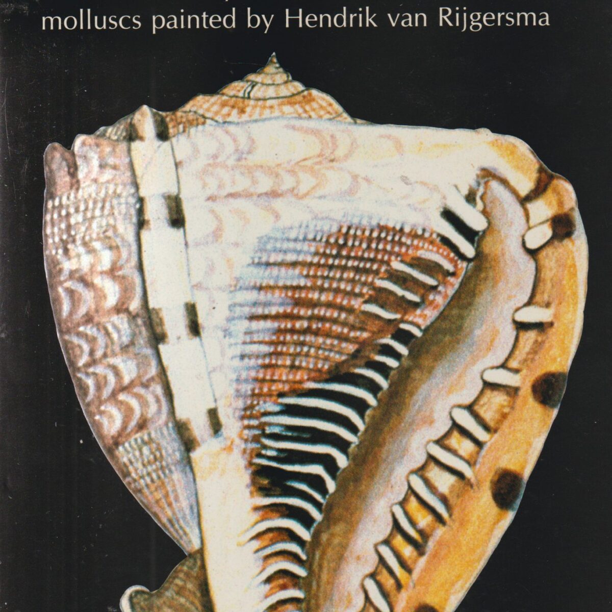 Antillean Seashells - the 19th century watercolours of Caribbean molluscs painted by Hendrik van Rijgersma -