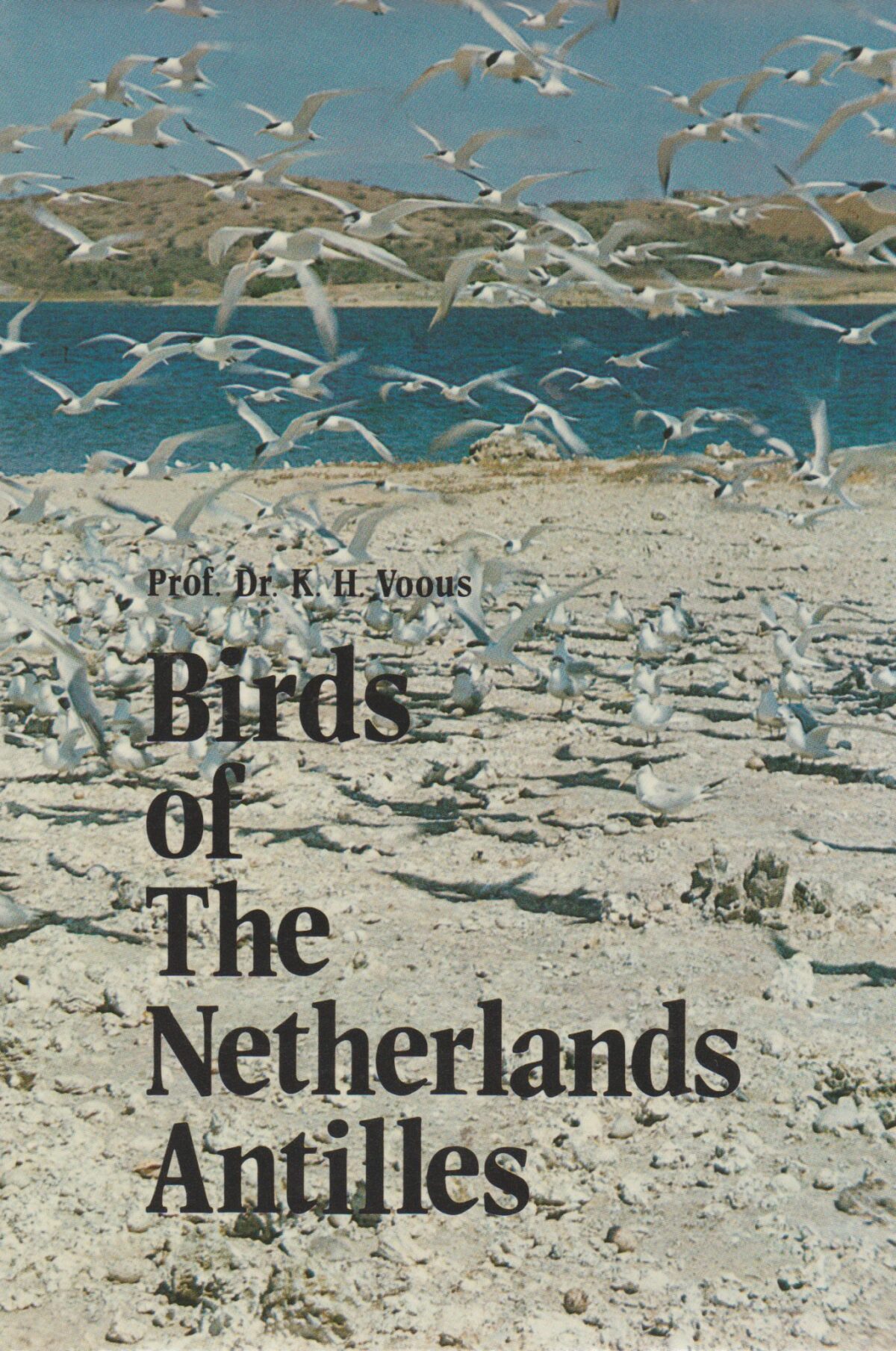 Scan_20201115-scaled Birds of the Netherlands Antilles