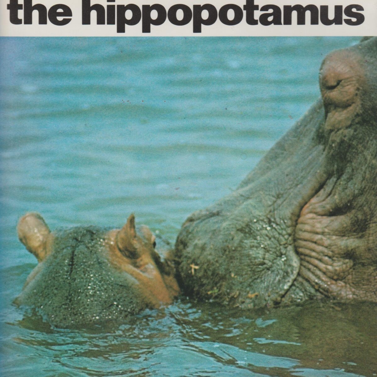 The Life of the hippopotamus