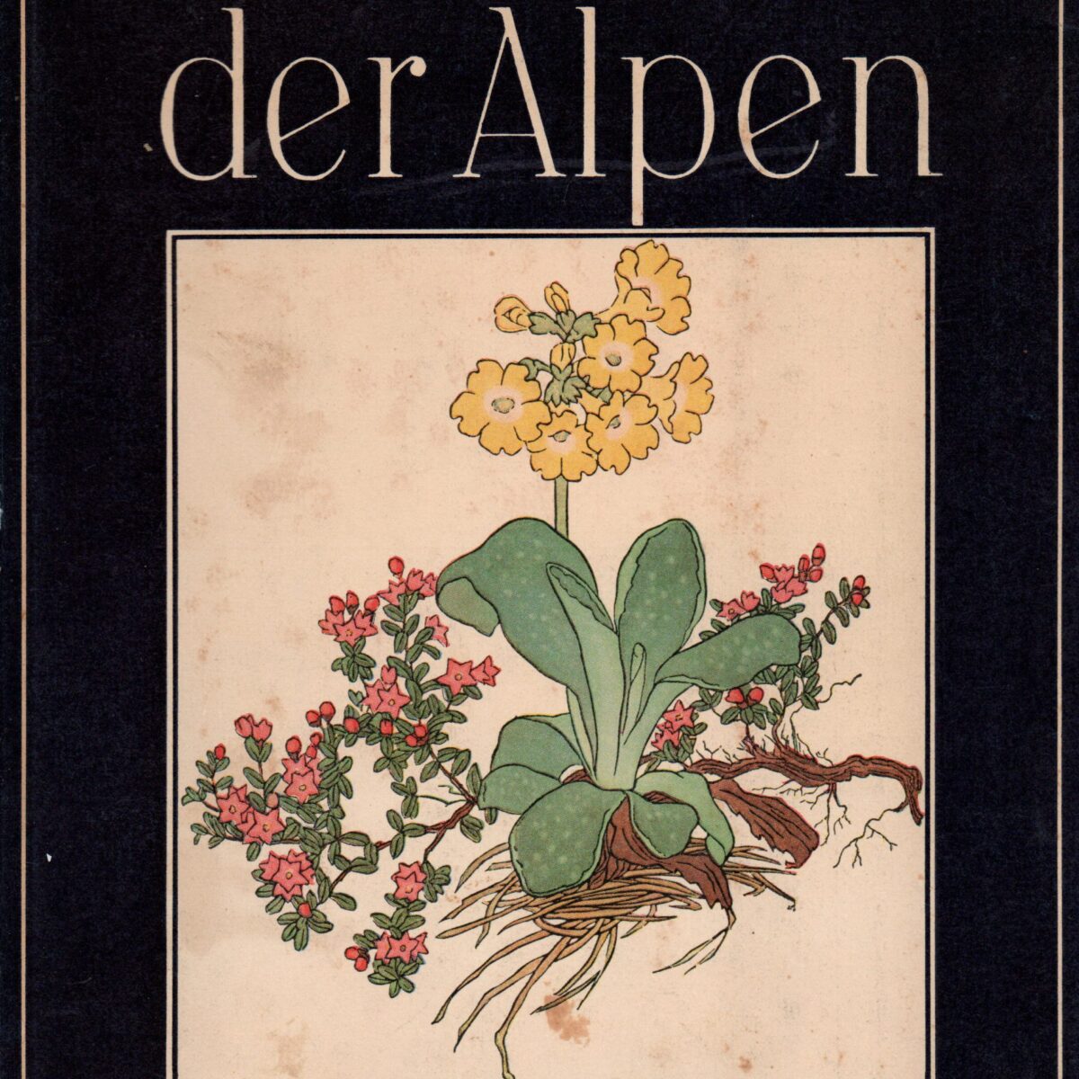Blumen der Alpen