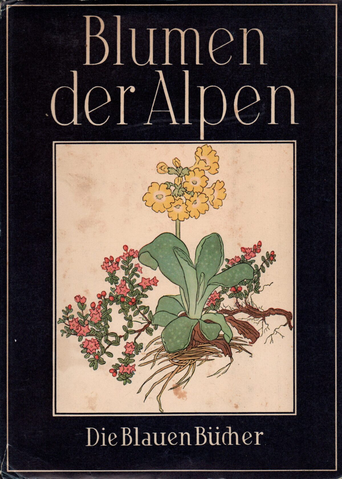Blumen der Alpen