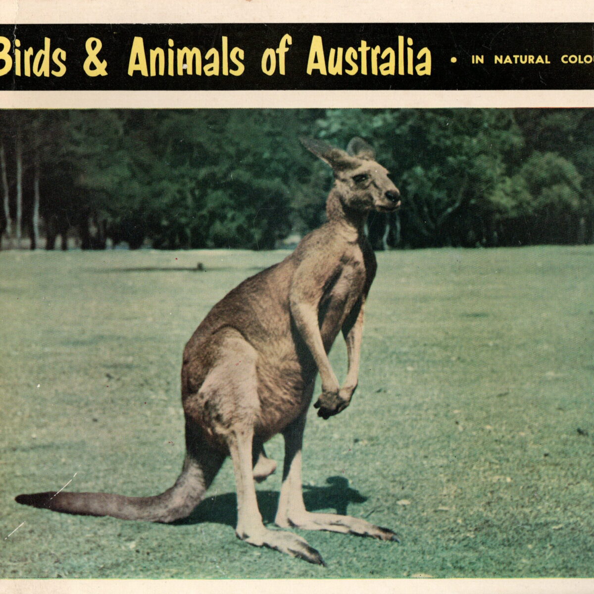 Birds & Animals of Australia - in natural colour -