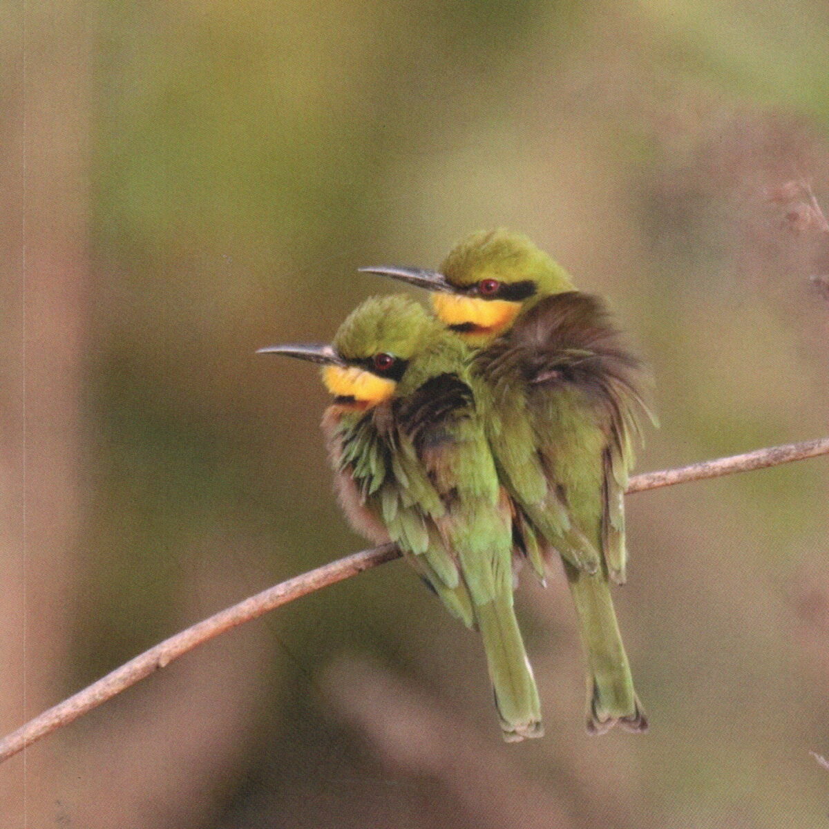 Geluksvogel in Gambia