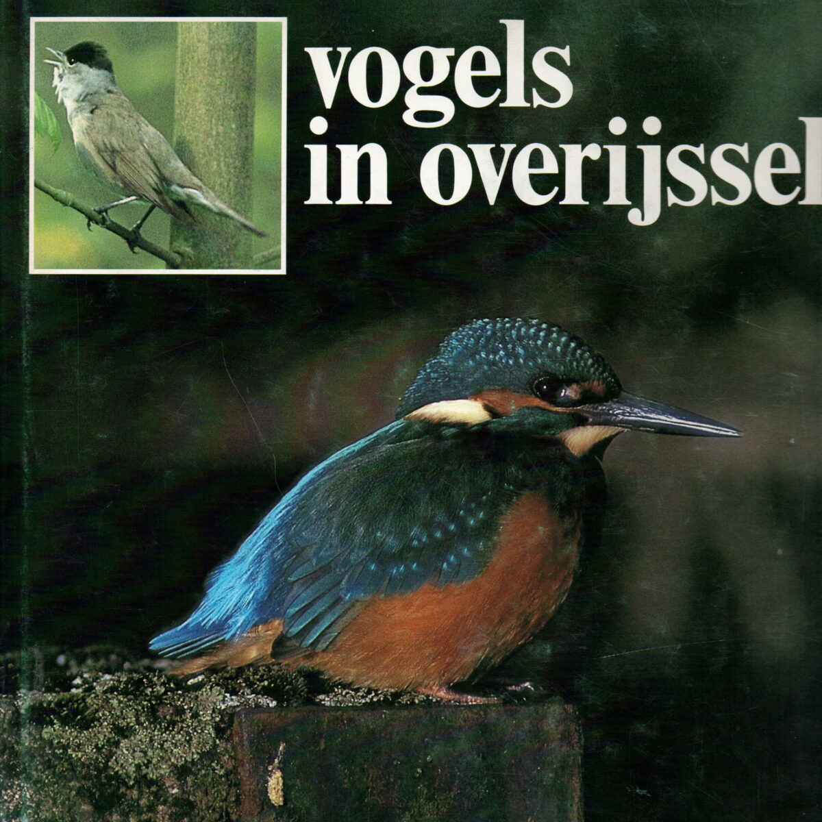 Vogels in Overijssel
