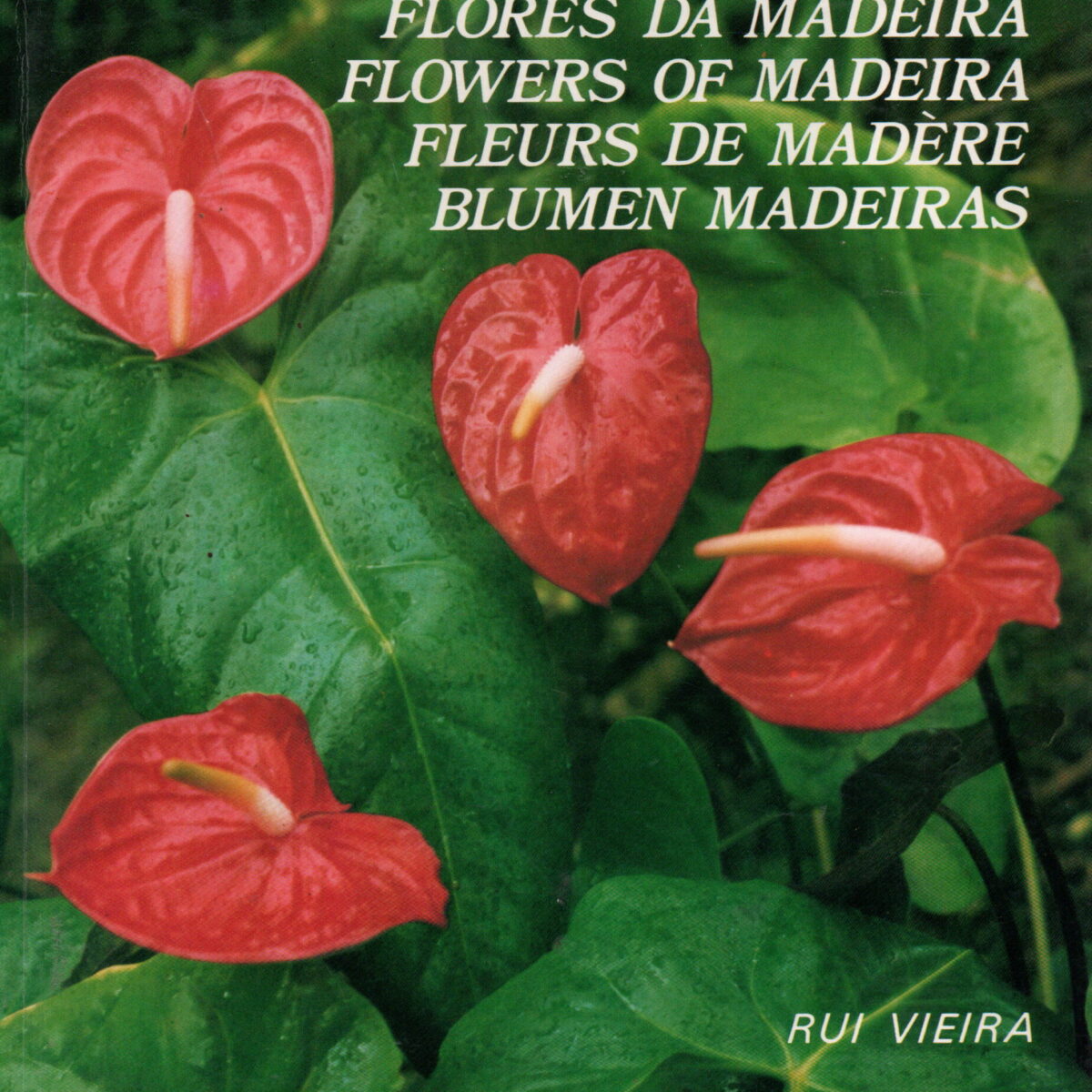 Flores Da Madeira / Flowers of Madeira / Fleurs de Madère / Blumen Madeiras