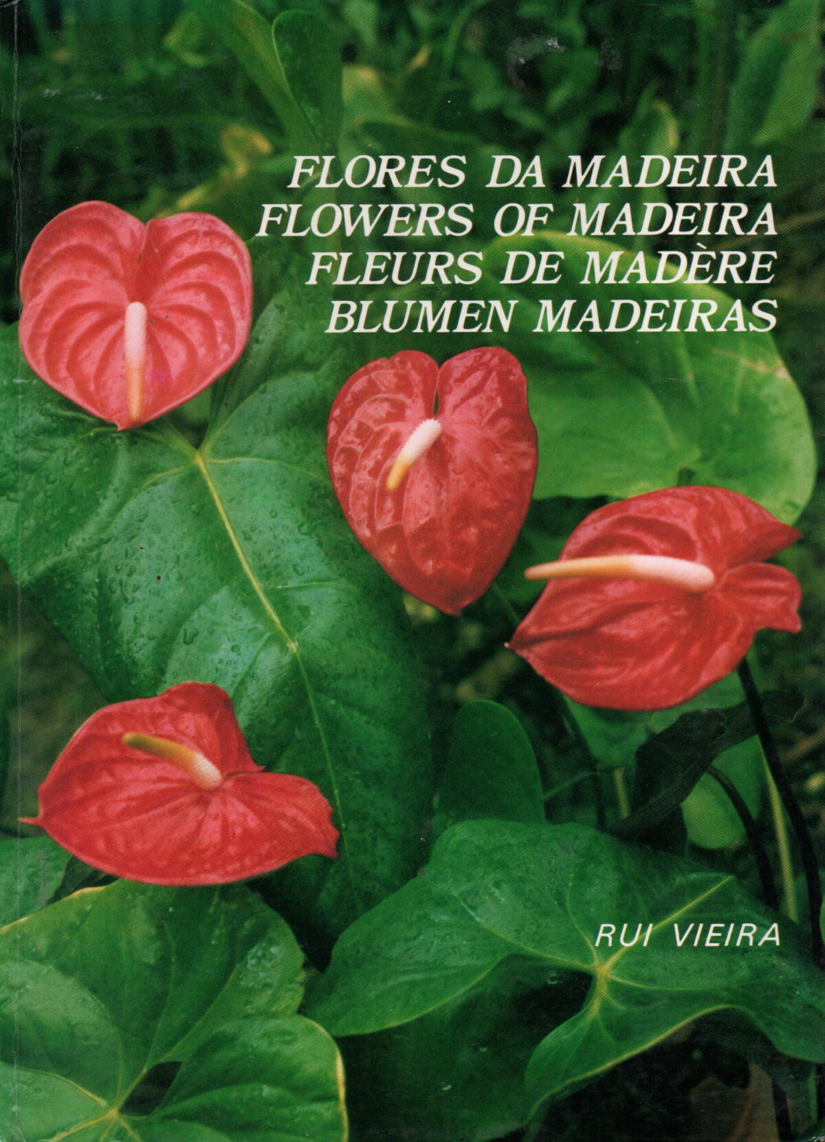 Flores Da Madeira / Flowers of Madeira / Fleurs de Madère / Blumen Madeiras