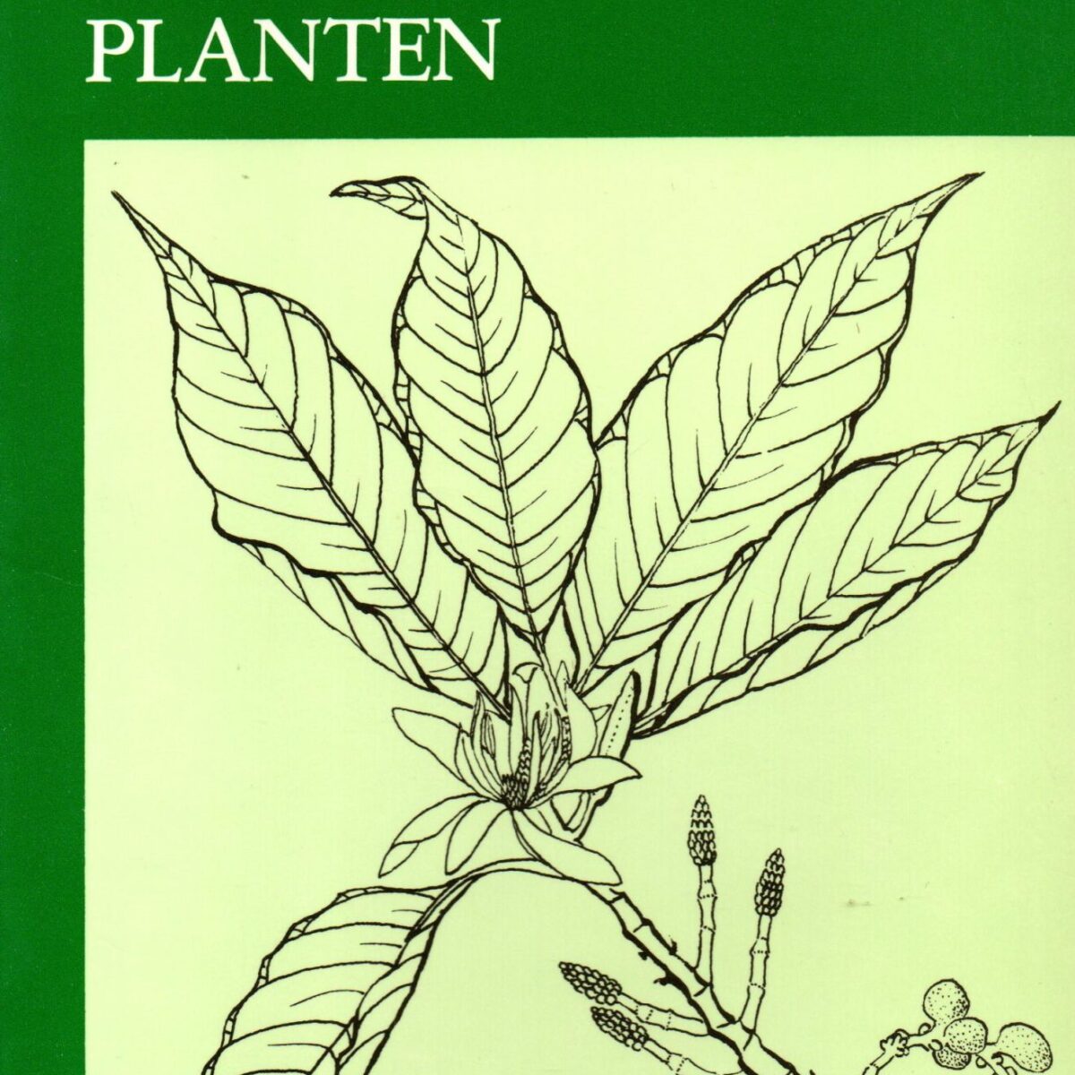 Indonesische geneeskrachtige planten