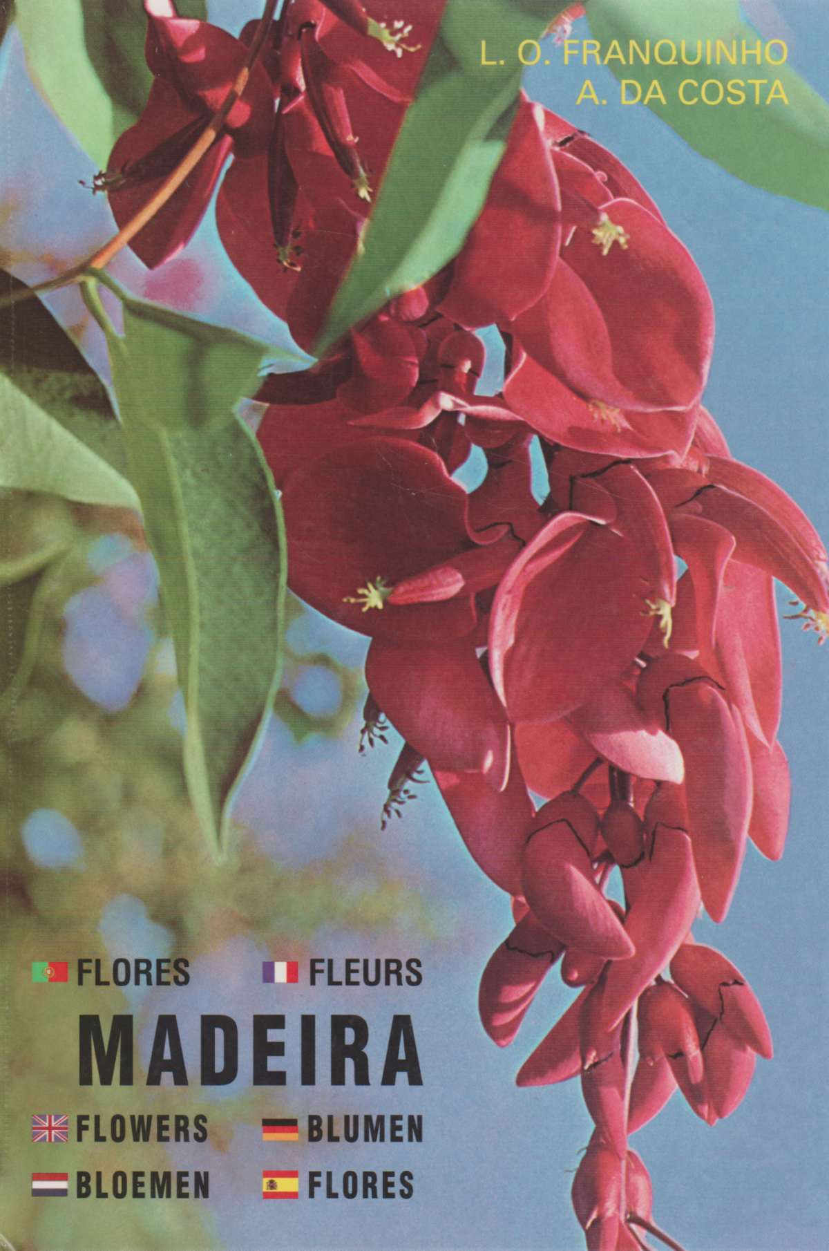 Madeira - Plantas e Flores - Plantes et Fleurs - Plants and Flowers - Pflanzen und Blumen - Planten en Bloemen - Plantas y Flores -